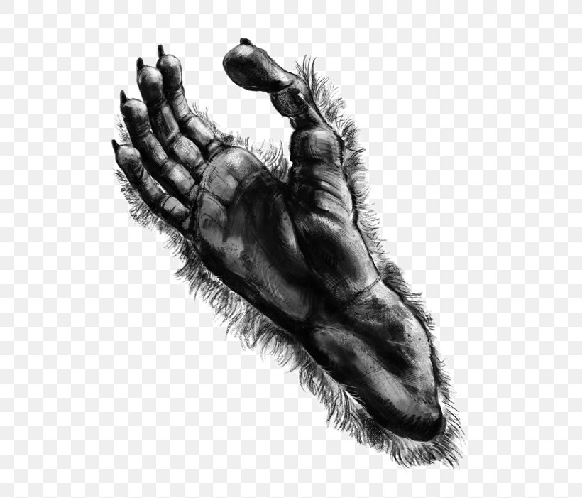 Primate Claw Silvery Gibbon Foot, PNG, 600x701px, Primate, Black And White, Carnivoran, Claw, Drawing Download Free