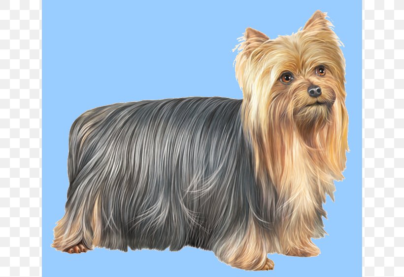 Yorkshire Terrier Australian Silky Terrier Australian Terrier Cairn Terrier Norwich Terrier, PNG, 650x561px, Yorkshire Terrier, American Staffordshire Terrier, Australian Silky Terrier, Australian Terrier, Biewer Terrier Download Free