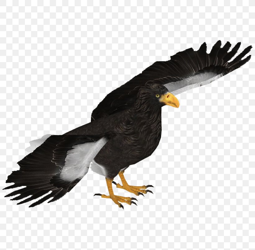 Bald Eagle White-tailed Eagle Steller's Sea Eagle White-bellied Sea Eagle Bird, PNG, 805x805px, Bald Eagle, Accipitriformes, Acridotheres, Beak, Bird Download Free