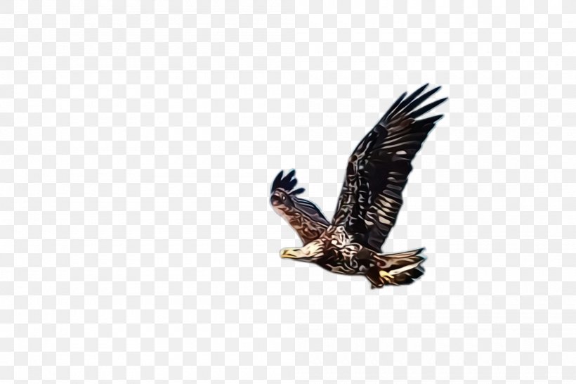 Bird Bird Of Prey Eagle Accipitridae Golden Eagle, PNG, 2000x1332px, Watercolor, Accipitridae, Bald Eagle, Beak, Bird Download Free
