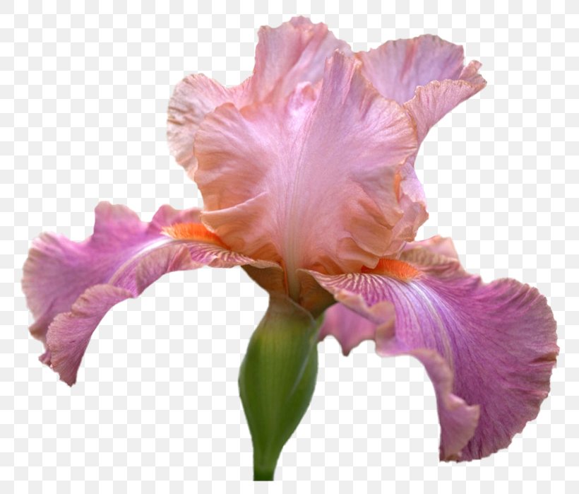 Irises Cut Flowers Computer Mouse Cattleya Orchids, PNG, 800x699px, Irises, Adam Jones, Baltimore Orioles, Cattleya, Cattleya Orchids Download Free