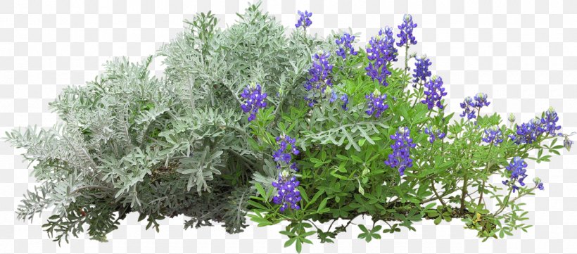 Tree Flower, PNG, 1280x564px, Tree, Architecture, Cut Flowers, Delphinium, English Lavender Download Free