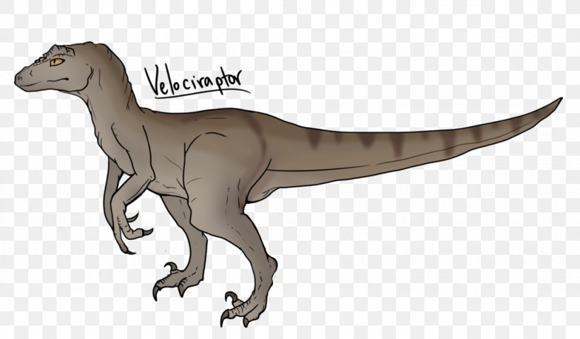 Velociraptor Tyrannosaurus Drawing Dinosaur, PNG, 1024x599px ...