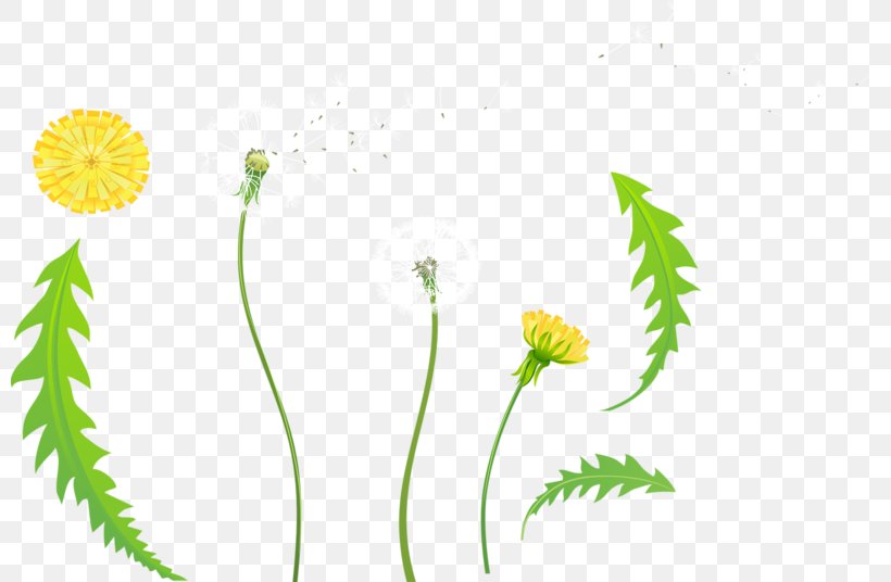 Desktop Wallpaper Petal Flower Plant Stem, PNG, 800x536px, Petal, Advertising, Computer, Daisy Family, Dandelion Download Free