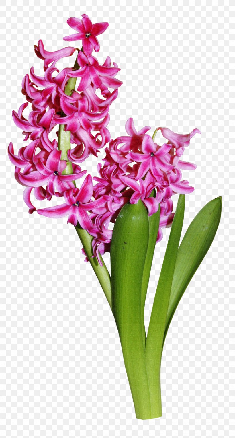 Hyacinth Clip Art, PNG, 859x1600px, Hyacinth, Cut Flowers, Drawing, Floral Design, Floristry Download Free