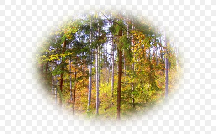 Nature Clip Art Download Image, PNG, 645x512px, 2018, Nature, Autumn, Forest, Leaf Download Free