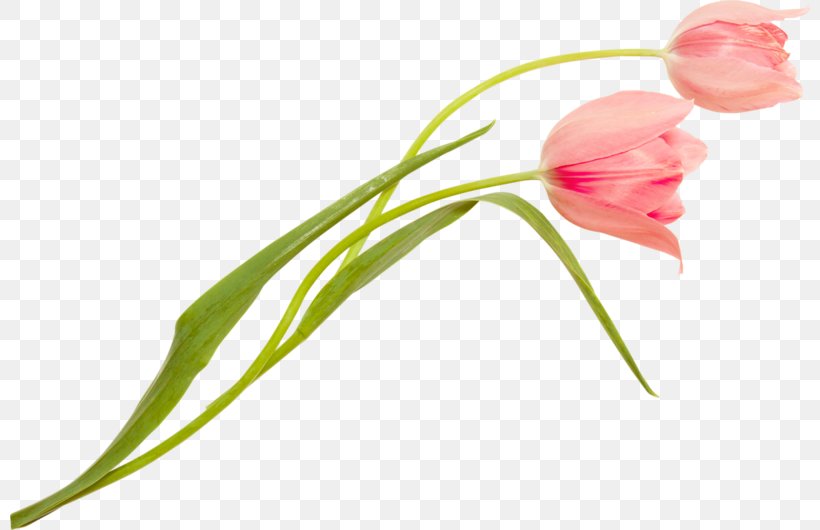 Tulip Cut Flowers Karstil Stretch Ceiling Plant Stem, PNG, 800x530px, Tulip, Adana, Bud, Cut Flowers, Flora Download Free