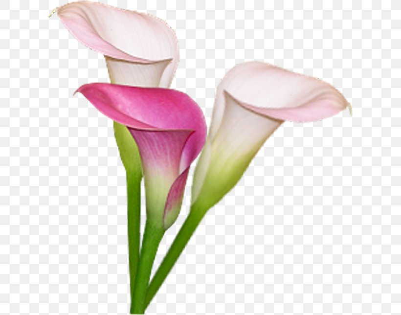 Arum-lily Bog Arum Lilium Flower Clip Art, PNG, 626x644px, Arumlily, Arum, Arum Lilies, Bog Arum, Calas Download Free