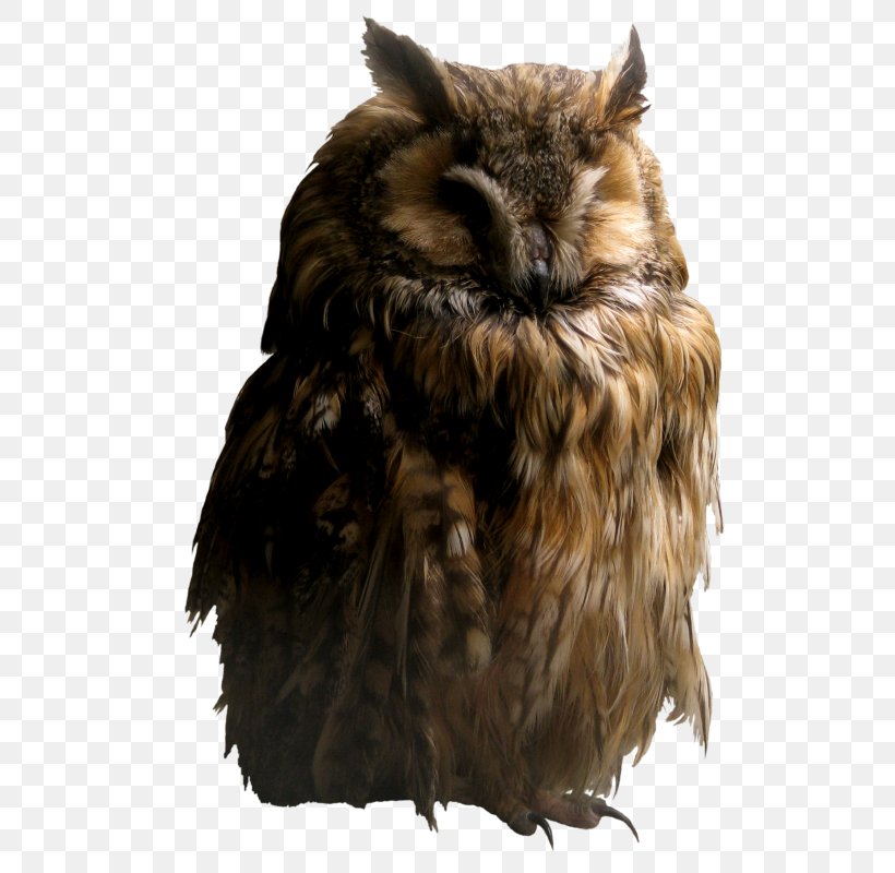 Owl Online Writing Lab Icon, PNG, 558x800px, Bird, Barn Owl, Beak, Bird Of Prey, Brown Hawk Owl Download Free