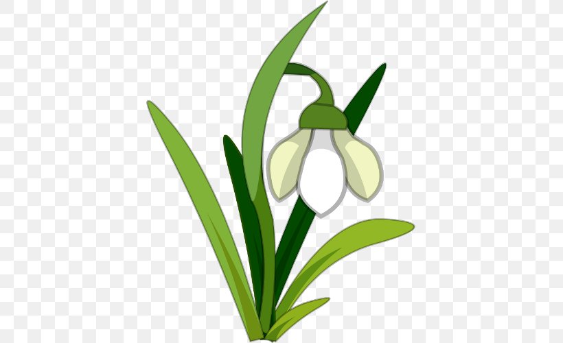 Snowdrop Lilium Clip Art, PNG, 500x500px, Snowdrop, Arumlily, Document, Flora, Flower Download Free