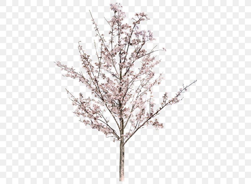 Tree Download Photography, PNG, 480x600px, Tree, Arbor Day, Blog, Blossom, Branch Download Free
