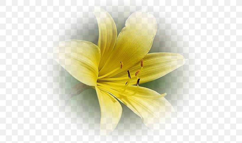 Yellow Flower Red White, PNG, 523x486px, Yellow, Close Up, Clothing, Color, Fashion Download Free