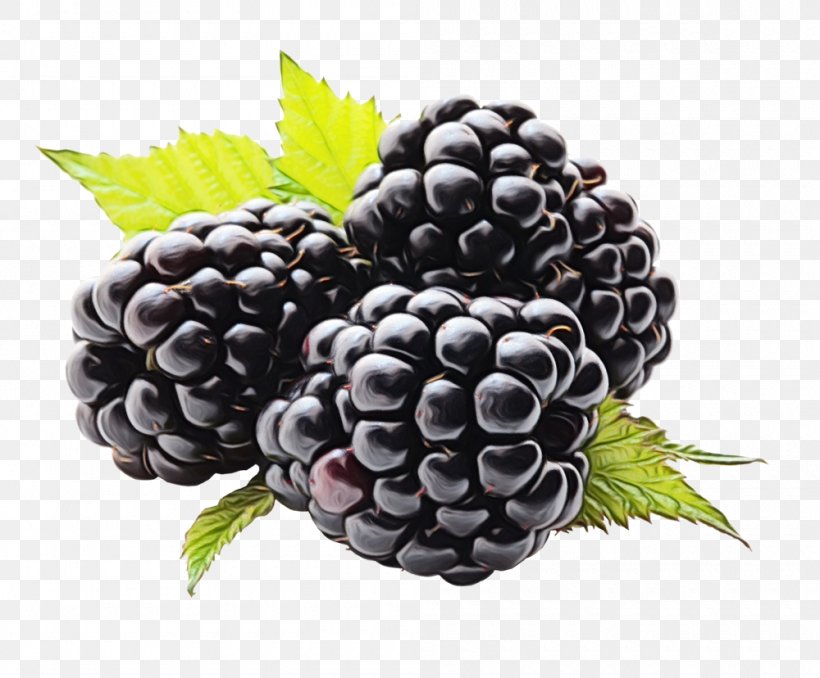 Berry Blackberry Grape Fruit Rubus, PNG, 1000x828px, Watercolor, Berry, Blackberry, Dewberry, Food Download Free