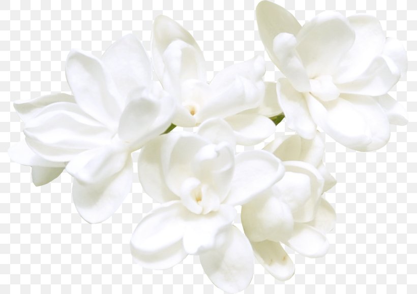 Clip Art Image Flower Cape Jasmine, PNG, 791x579px, Flower, Alpha Compositing, Blossom, Cape Jasmine, Cut Flowers Download Free