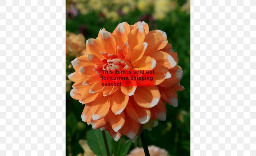 Dahlia Annual Plant, PNG, 500x500px, Dahlia, Annual Plant, Daisy Family, Flower, Flowering Plant Download Free
