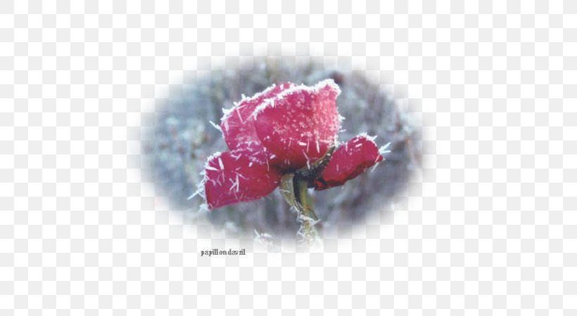 Garden Roses Cut Flowers Petal, PNG, 600x450px, Garden Roses, Closeup, Cut Flowers, Flower, Flowering Plant Download Free