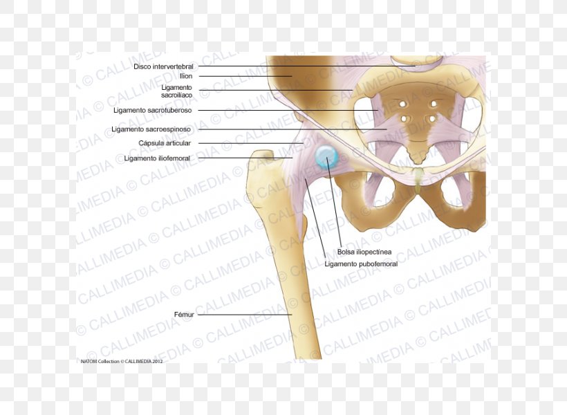 Iliopectineal Line Thumb Hip Bone Human Skeleton, PNG, 600x600px, Watercolor, Cartoon, Flower, Frame, Heart Download Free