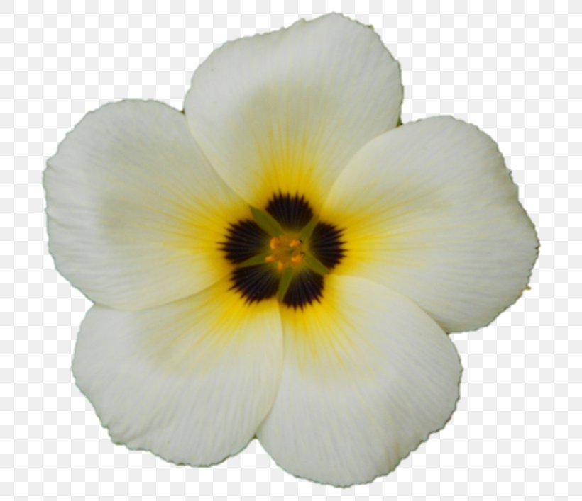 Pansy Herbaceous Plant, PNG, 762x707px, Pansy, Flower, Flowering Plant, Herbaceous Plant, Petal Download Free