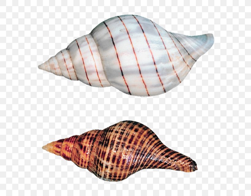 Clip Art, PNG, 629x640px, Seashell, Beach, Caracol, Conch, Conchology Download Free