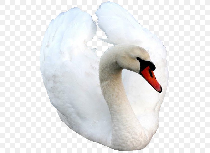 Cygnini Bird Goose Animal, PNG, 548x600px, 16k Resolution, Cygnini, Animal, Beak, Bird Download Free