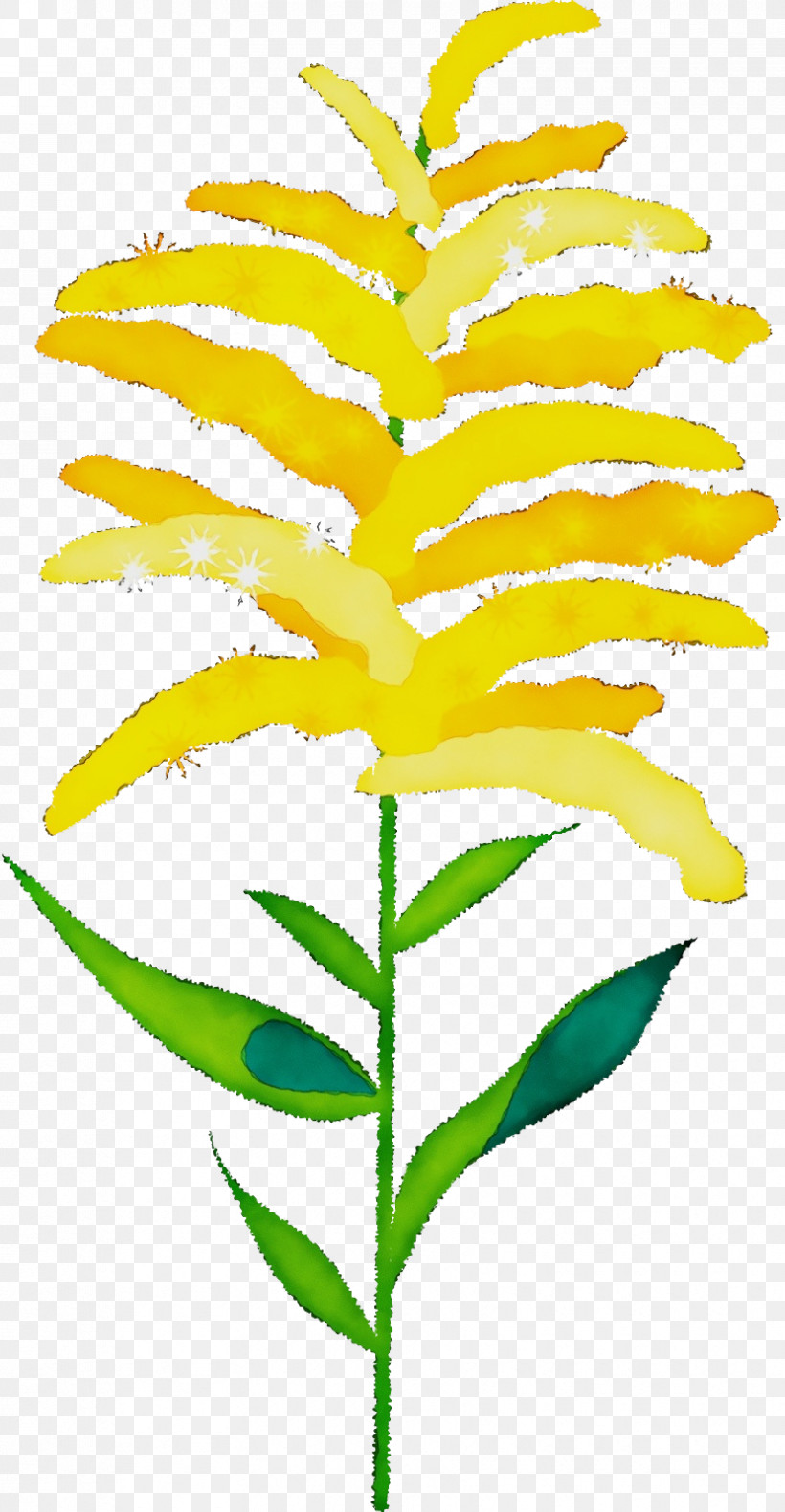 Plant Stem Branch Leaf Flower Yellow, PNG, 830x1600px, Watercolor, Biology, Branch, Commodity, Flower Download Free