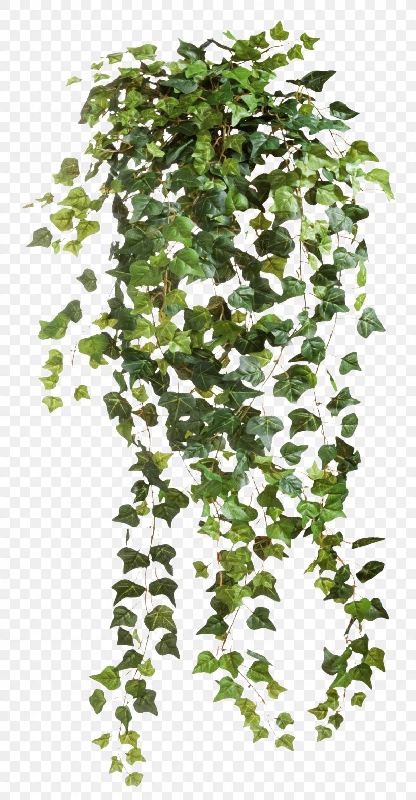 Common Ivy Vine, PNG, 1024x1969px, Common Ivy, Art, Branch, Deviantart, Evergreen Download Free
