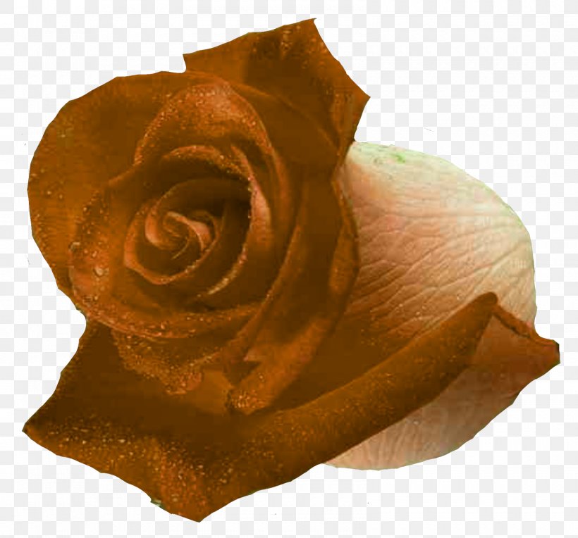 Garden Roses Flower Petal Black Rose, PNG, 1600x1491px, Garden Roses, Atom, Black Rose, Blood, Computer Network Download Free