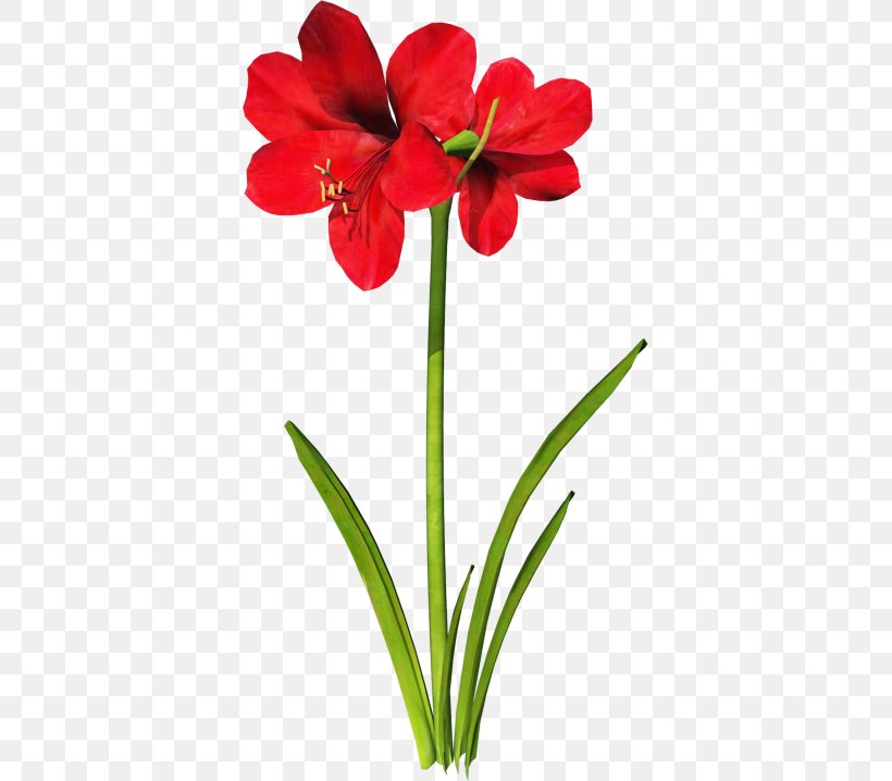 Jersey Lily Download Clip Art, PNG, 373x718px, Jersey Lily, Amaryllidaceae, Amaryllis, Amaryllis Belladonna, Amaryllis Family Download Free