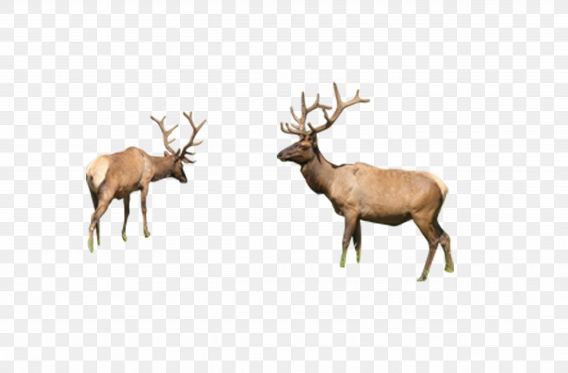 Reindeer Elk Sika Deer, PNG, 5000x3286px, Deer, Animal, Antler, Elk, Fauna Download Free