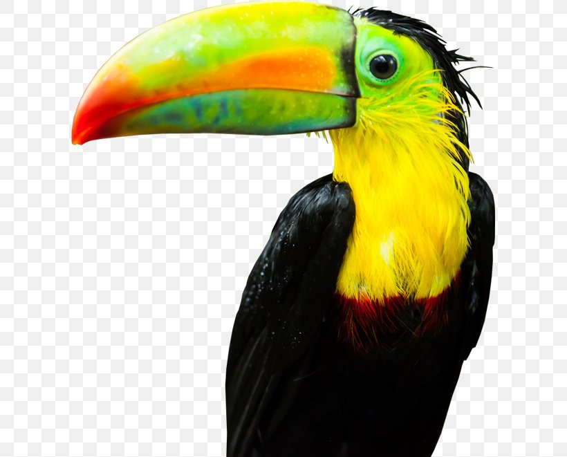 Toucan Theme Plug-in, PNG, 613x661px, 4k Resolution, 8k Resolution, Toucan, Addon, Beak Download Free