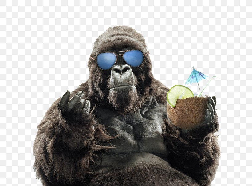 Western Gorilla Primate Orangutan Sunglasses, PNG, 808x606px, Asheville, Chimpanzee, Fur, Gorilla, Great Ape Download Free