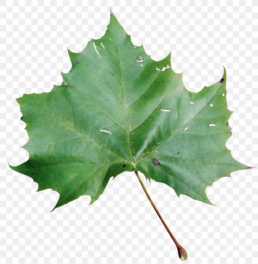 Maple Leaf, PNG, 2000x2052px, Watercolor, Black Maple, Flower, Holly, Leaf Download Free