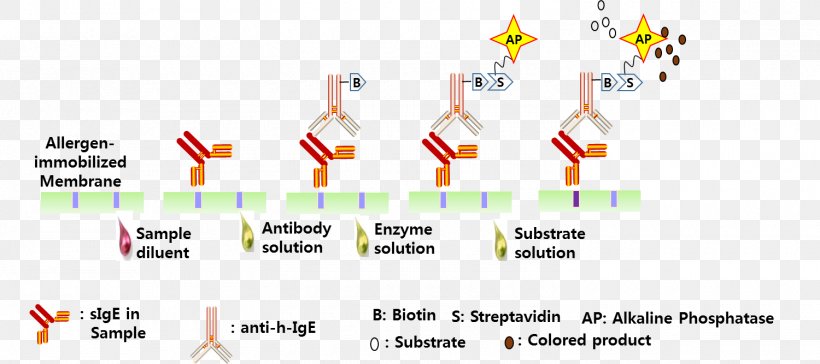 Allergen Allergy Immunoglobulin E Serum Atopy, PNG, 1500x667px, Allergen, Allergen Immunotherapy, Allergy, Antibody, Atopy Download Free