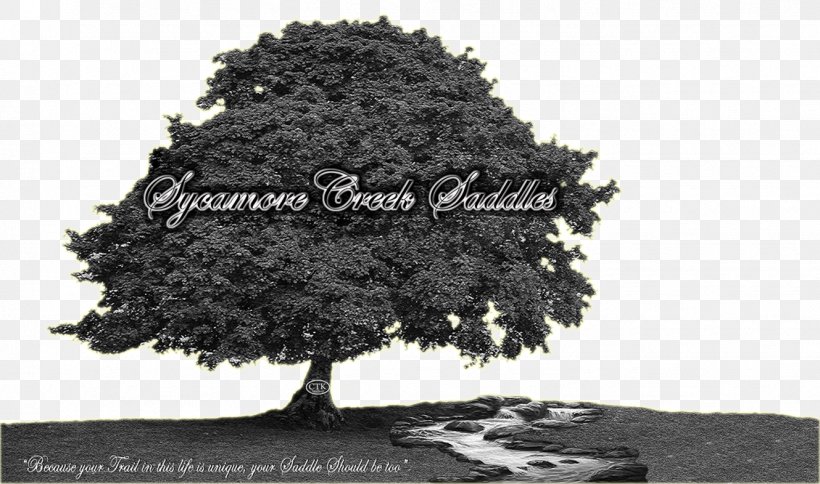 American Sycamore Shade Tree Sycamore Maple Deciduous, PNG, 1329x786px, American Sycamore, American Elm, Bark, Black And White, Deciduous Download Free