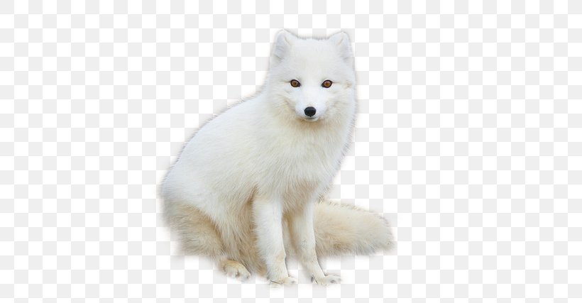 Arctic Fox Red Fox Arctic Hare, PNG, 640x427px, Arctic Fox, Arctic, Arctic Hare, Arctic Tern, Artrage Download Free