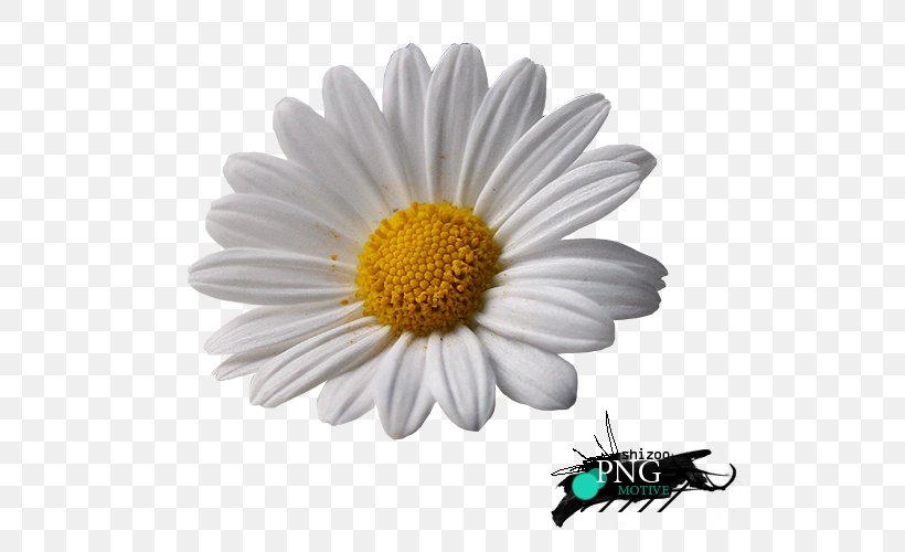 Common Daisy Oxeye Daisy Marguerite Daisy Chrysanthemum Roman Chamomile, PNG, 550x500px, Common Daisy, Aster, Chamaemelum Nobile, Chamomiles, Chrysanthemum Download Free