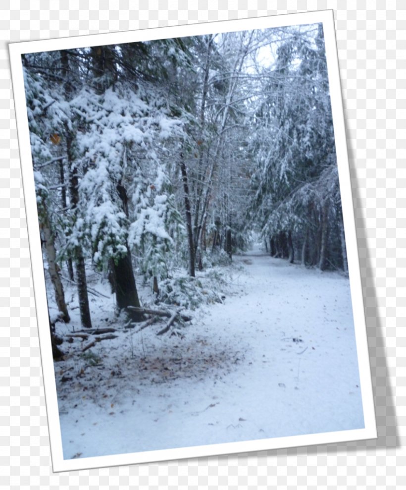 Fiume Kennels Ltd. Tree Wood /m/083vt Picture Frames, PNG, 849x1024px, Tree, Blizzard, Canada, Colony Of New Brunswick, Forest Download Free