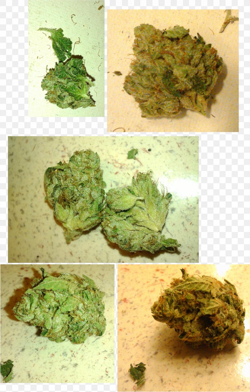 Kush Medical Cannabis Tetrahydrocannabinol Broccoli, PNG, 1161x1818px, Kush, Blog, Broccoli, Cannabis, Cruciferous Vegetables Download Free