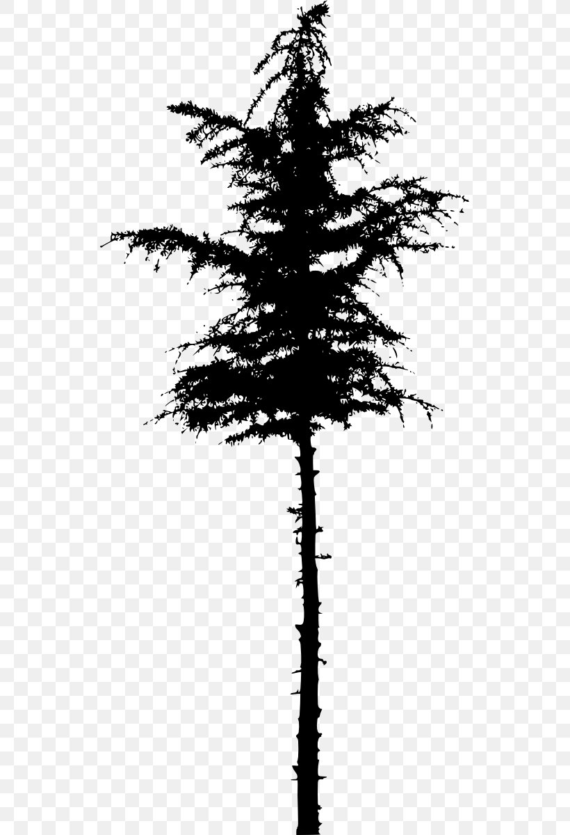 Pine Spruce Fir Silhouette Tree, PNG, 531x1200px, Pine, Black And White, Branch, Conifer, Conifers Download Free