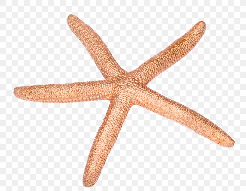 Starfish Echinoderm Marine Invertebrates Image, PNG, 1031x800px, Starfish, Animal, Blue Sea Star, Drawing, Echinoderm Download Free