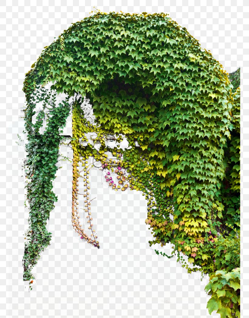 Common Ivy Vine Plant, PNG, 763x1048px, Common Ivy, Epipremnum Pinnatum, Grass, Ivy, Leaf Download Free