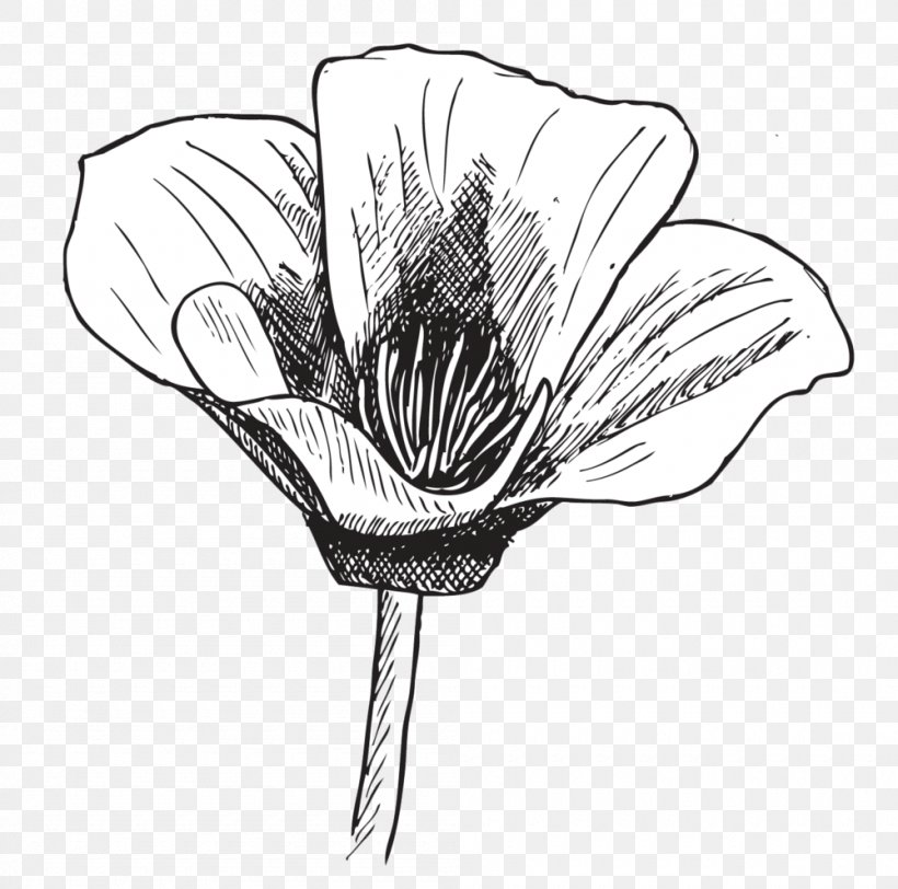 Drawing Line Art Poppy Sketch, PNG, 1000x991px, Drawing, Artwork, Black And White, Flora, Flower Download Free