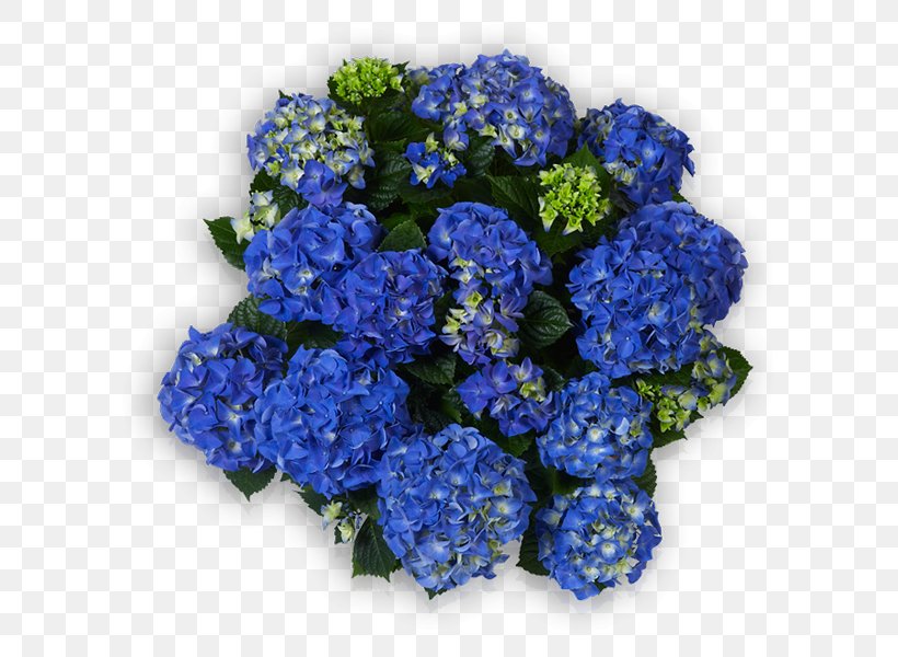 Hydrangea Blue Cut Flowers Petal, PNG, 600x600px, Hydrangea, Annual Plant, Baby Blue, Blue, Cobalt Blue Download Free