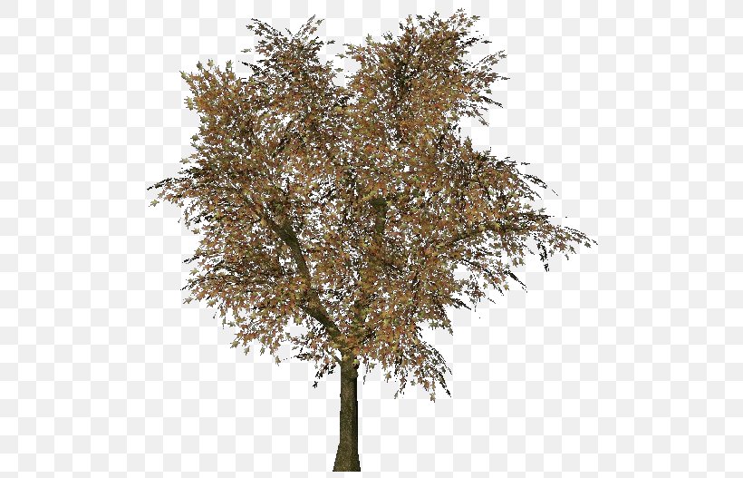 Norway Maple Tree Woody Plant Three-dimensional Space Branch, PNG, 750x527px, Norway Maple, Architectural Engineering, Branch, Computer Software, Enterprise Information System Download Free