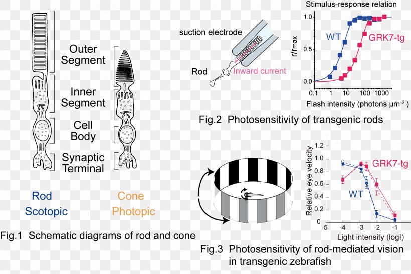 Photoreceptor Cell Rod Cell Cone Cell G Protein–coupled Receptor Signal Transduction, PNG, 3337x2227px, Photoreceptor Cell, Area, Cell, Cone Cell, Diagram Download Free