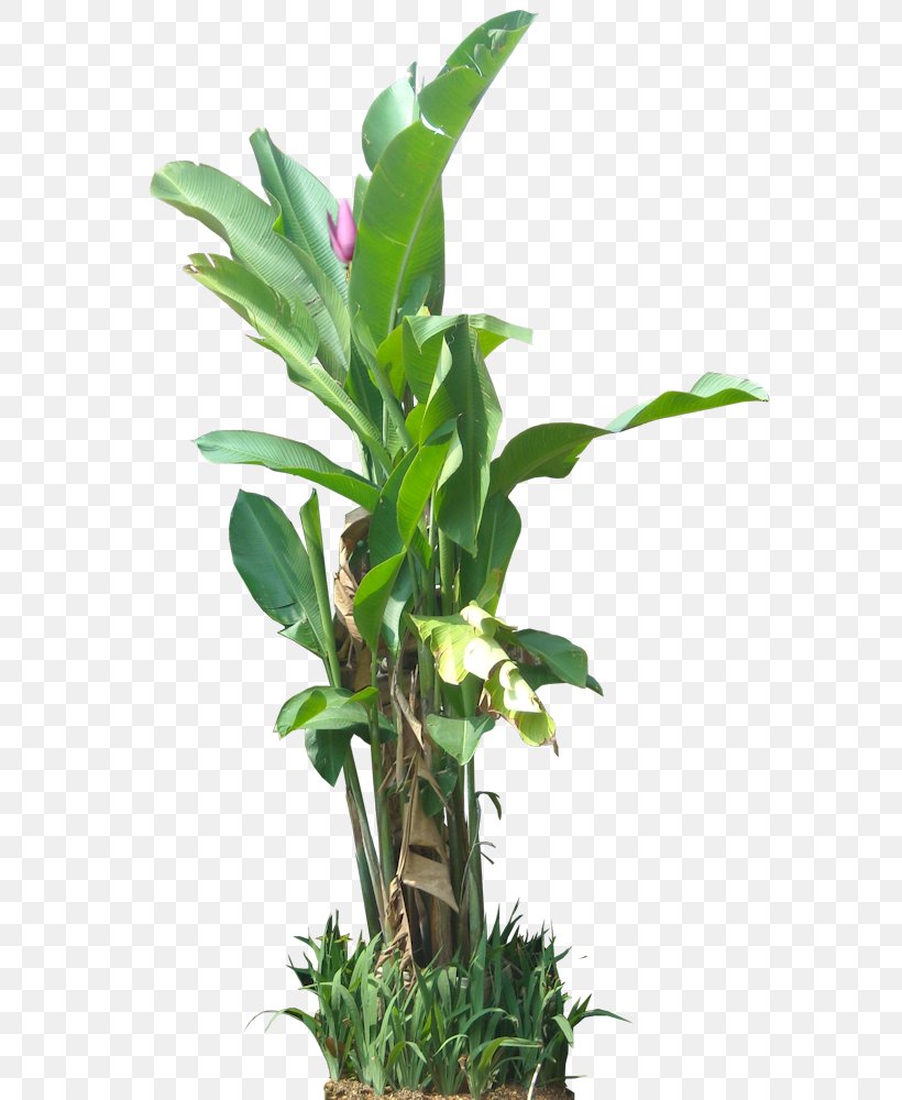 Plant Devil's Ivy Tree Subtropics, PNG, 590x1000px, Plant, Aquarium Decor, Areca Palm, Beaucarnea Recurvata, Botany Download Free