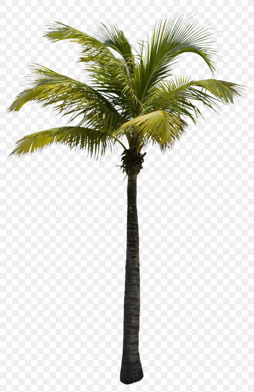 View Tree, PNG, 1517x2338px, Tree, Arecaceae, Arecales, Borassus Flabellifer, Coconut Download Free