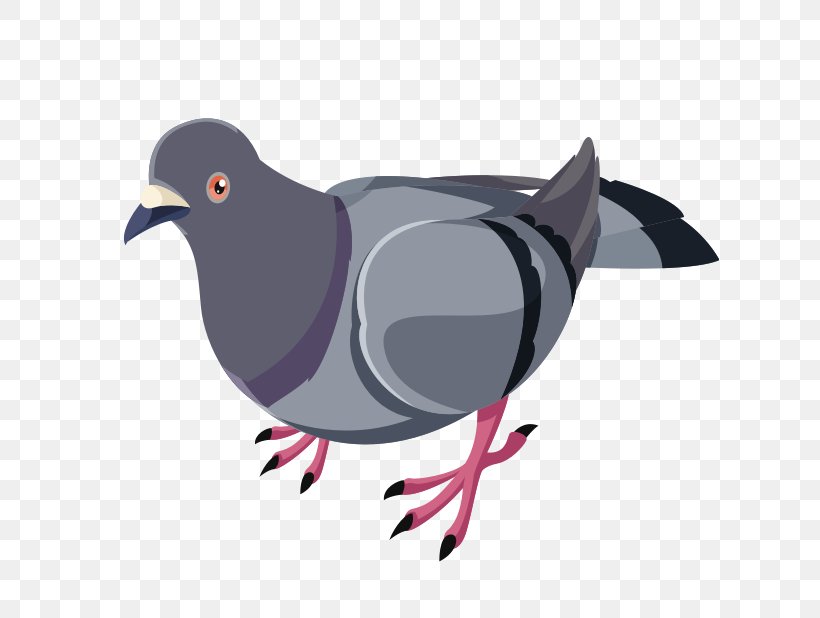 Domestic Pigeon Columbidae Bird Release Dove, PNG, 618x618px, Domestic Pigeon, Beak, Bird, Columbidae, Fauna Download Free