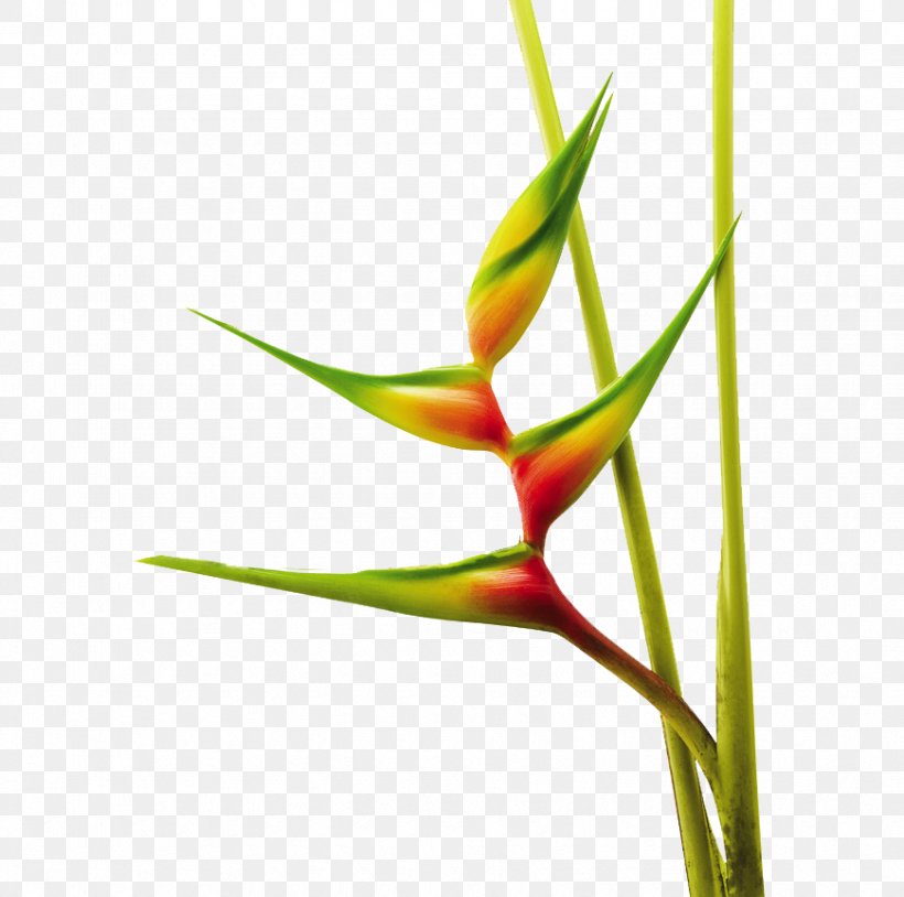 Heliconia Bihai Heliconia Chartacea False Bird Of Paradise Bird Of Paradise Flower, PNG, 870x864px, Heliconia Bihai, Bananas, Bird Of Paradise Flower, Birdofparadise Plants, Bud Download Free