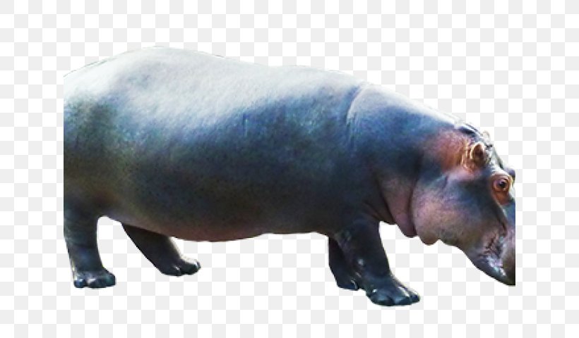 Hippopotamus Clip Art Image Desktop Wallpaper, PNG, 640x480px, Hippopotamus, Animal Figure, Mammal, Organism, Photoscape Download Free